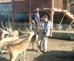 Rusa Totol